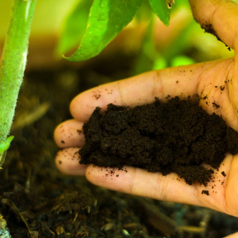 Why You Need To Plant Tomatoes With Coffee Grounds!