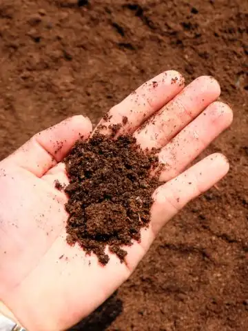 coffee grounds with tomato plants