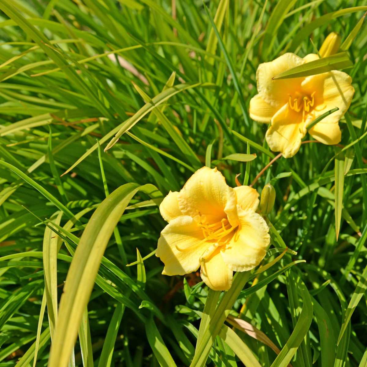 How To Fertilize Daylilies In Early Spring - Get More Blooms!