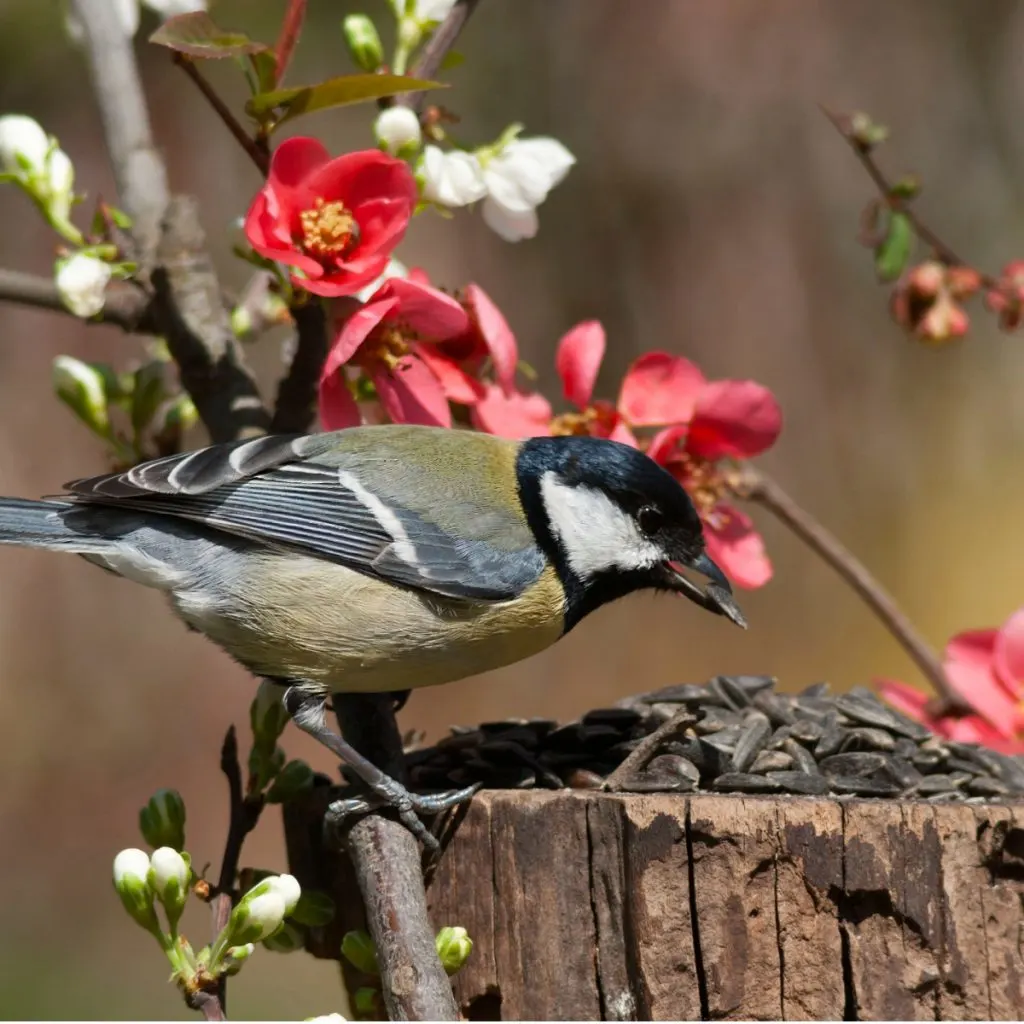 The Best Foods To Feed Birds In The Spring - Get Birds To Stay!