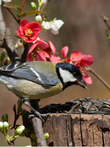 best foods to feed birds in spring