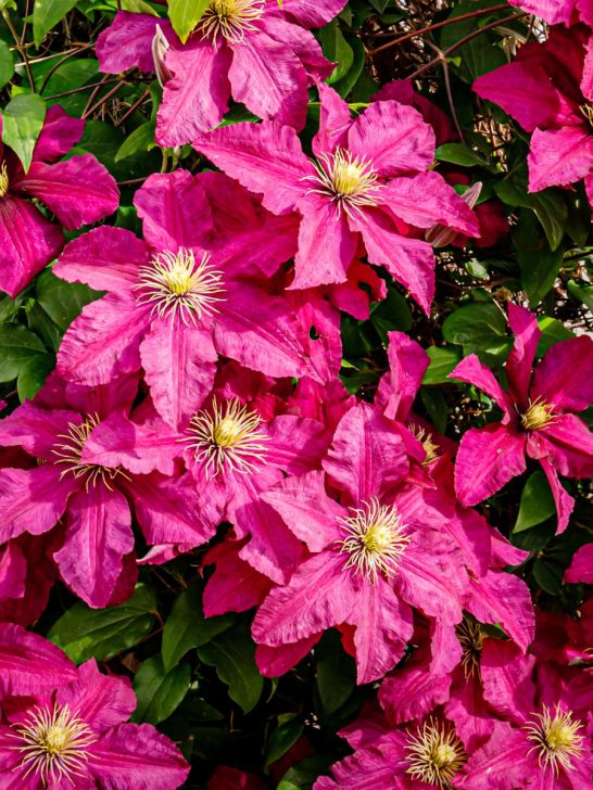 best fertilizer for clematis Archives Simple Garden Life