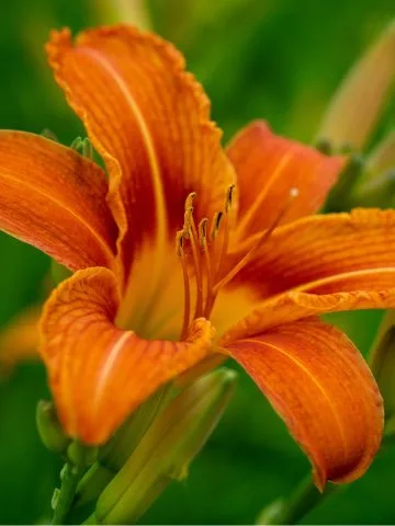 fertilize daylilies in early spring