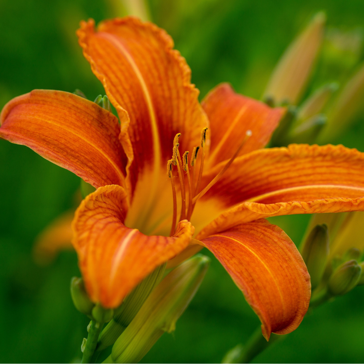 fertilize daylilies in early spring