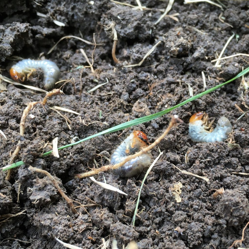 grubs in the soil