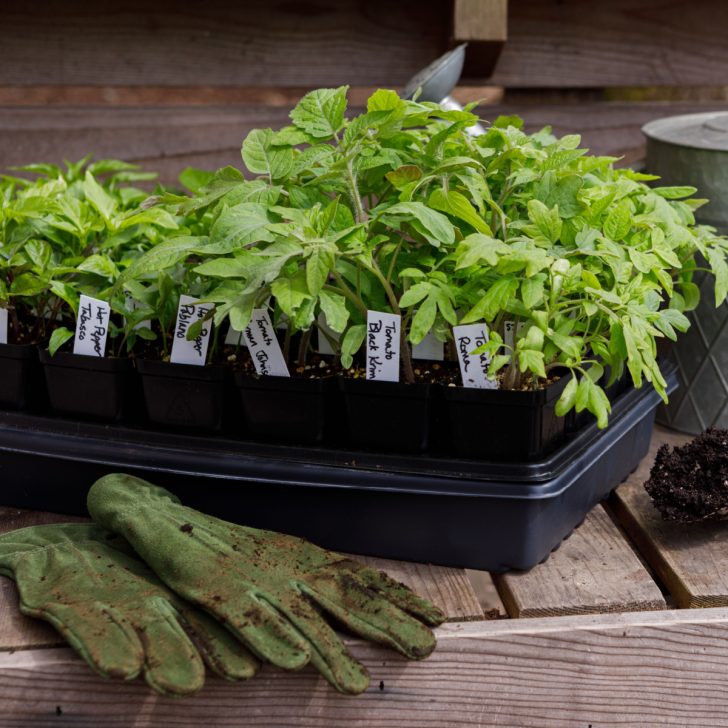 How To Harden Off Tomato Plants - The Secret To Fast Growth!