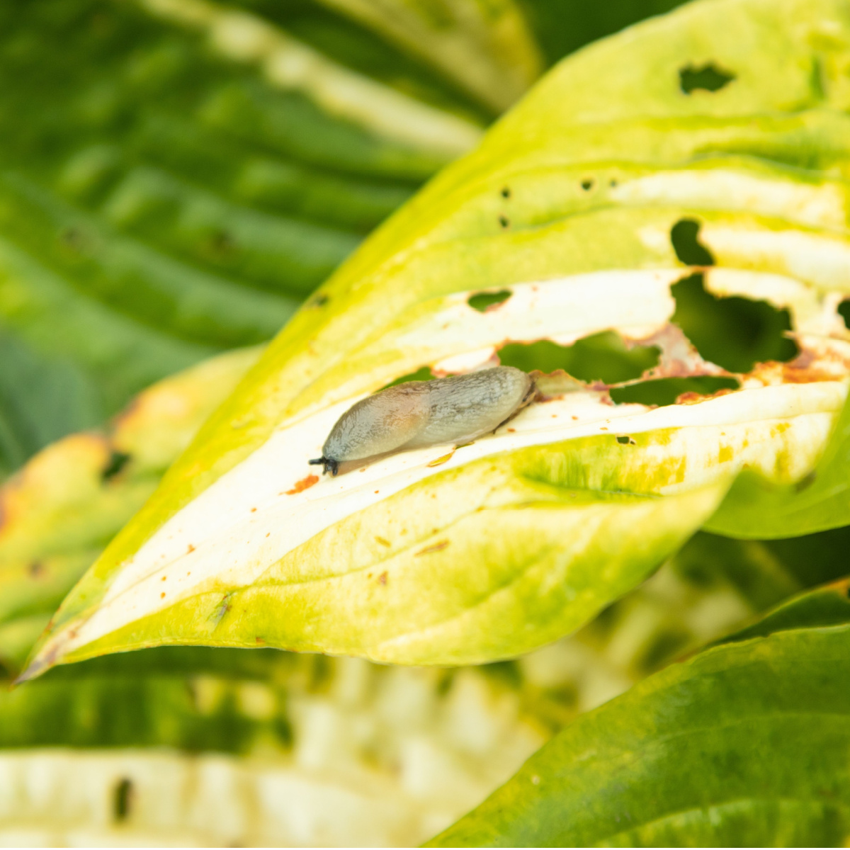 How To Keep Insects Off Hostas - 4 Tricks To Keep Hostas Safe!