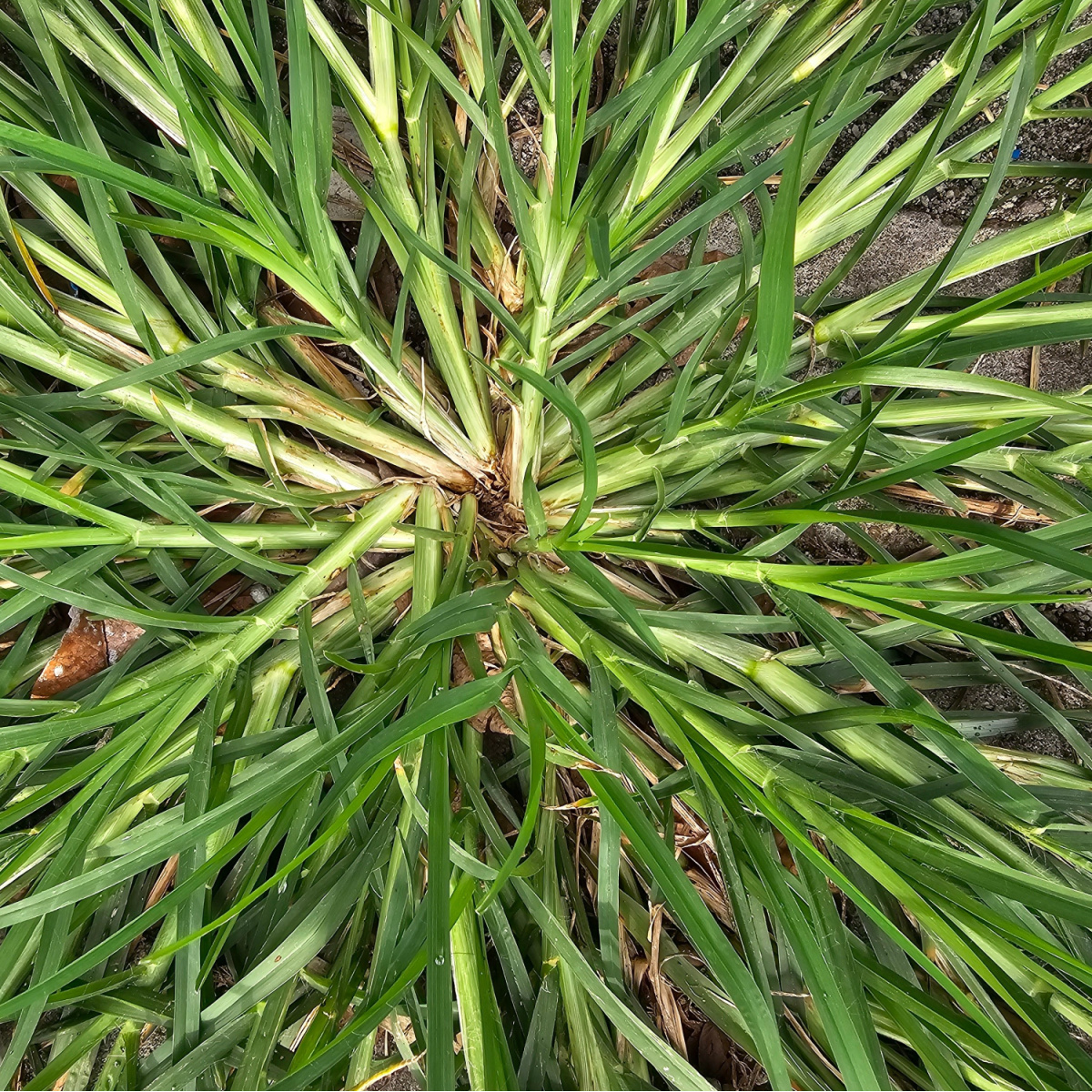 kill crabgrass