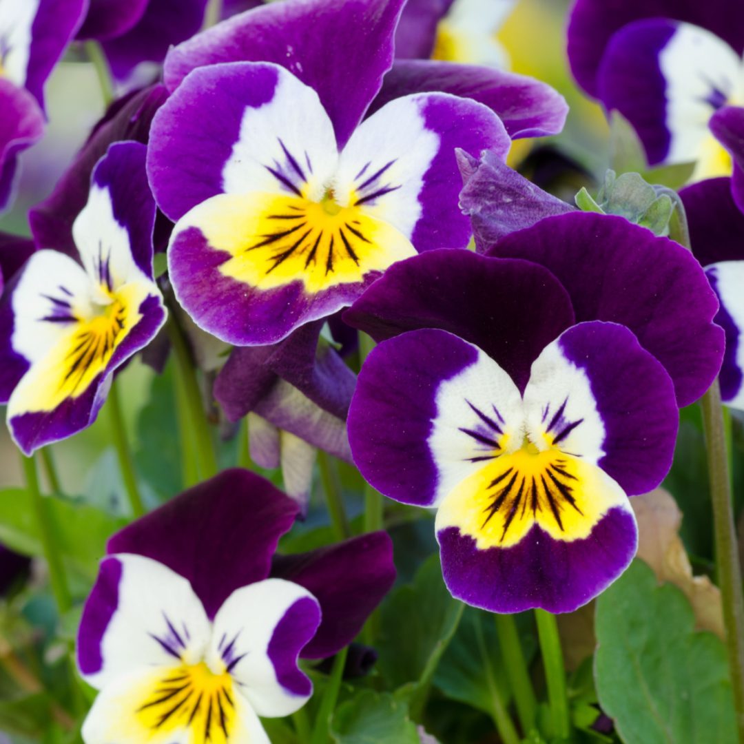 How To Keep Pansies Blooming! 3 Secrets To Long Lasting Blooms