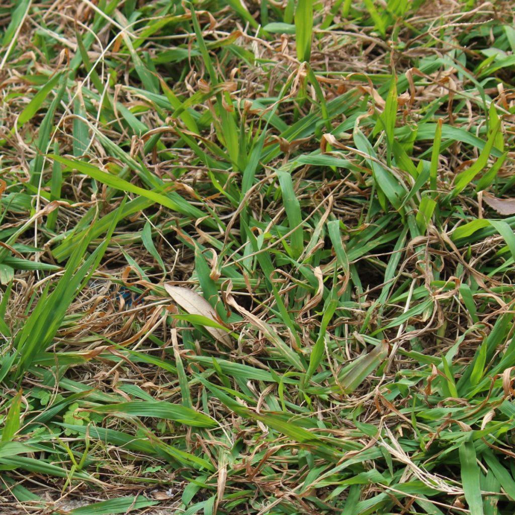 kill crabgrass in early spring