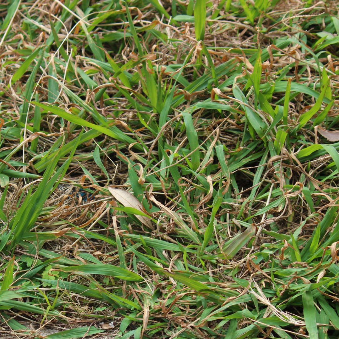 How To Kill Crabgrass In Early Spring Before It Ever Starts!