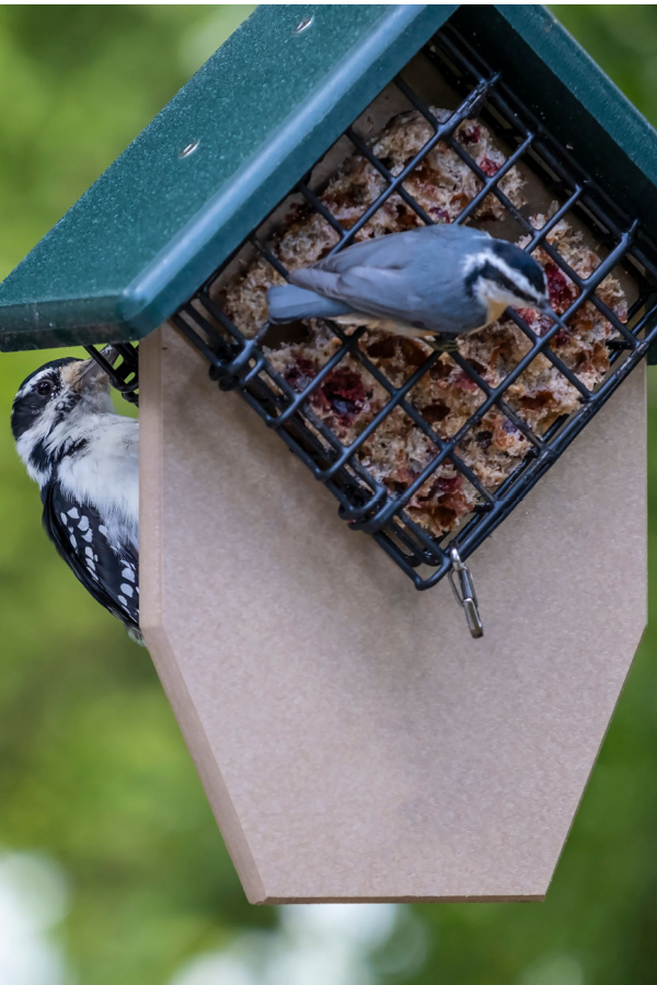 nut and fruit feeder