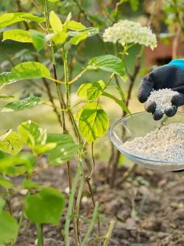 spring fertilizing hydrangeas