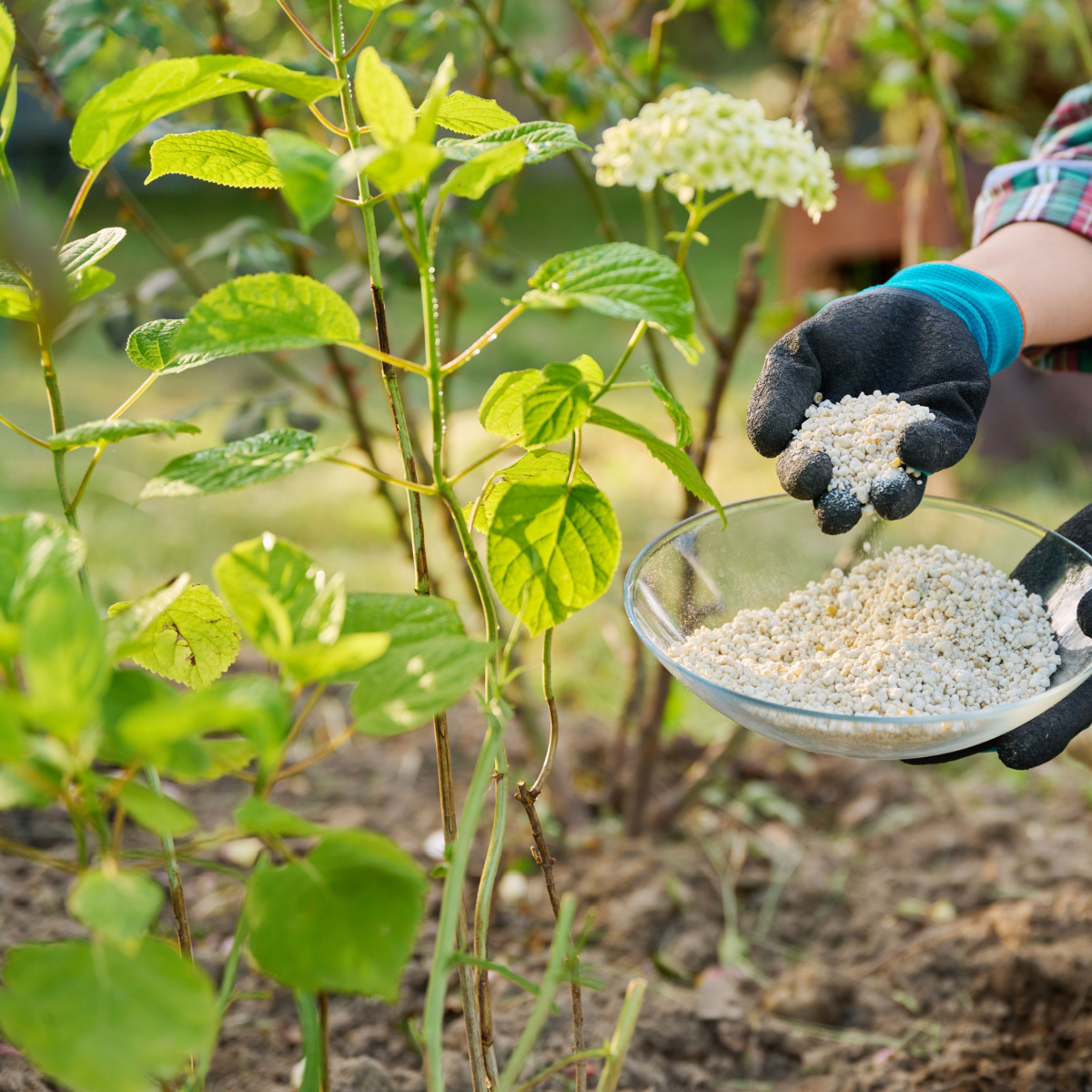 How To Fertilize Hydrangeas In Spring - Get Bigger Blooms!