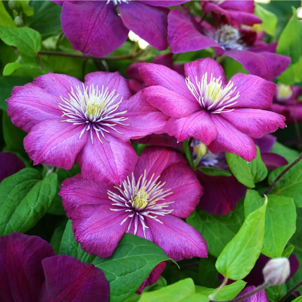 fertilize clematis