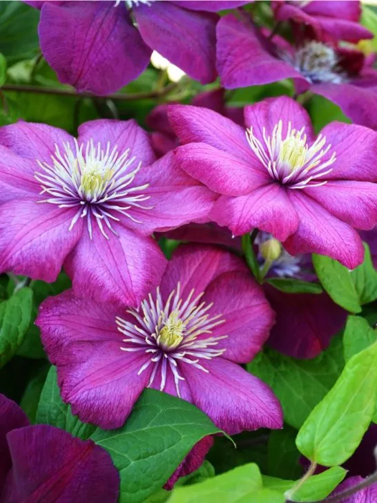 fertilize clematis