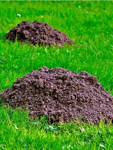 eliminate and stop ground moles in the spring