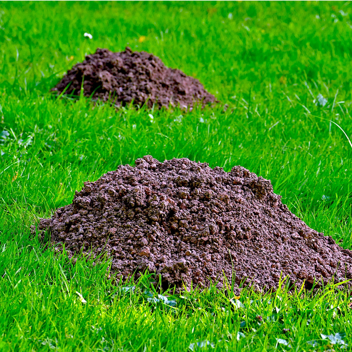 eliminate and stop ground moles in the spring