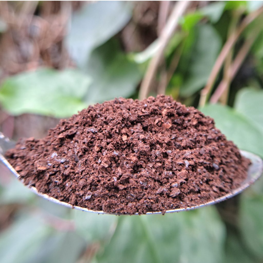 coffee grounds for tomato plants