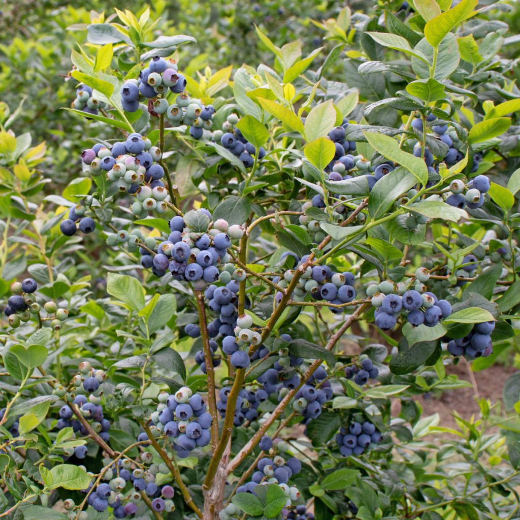 how to fertilize blueberries
