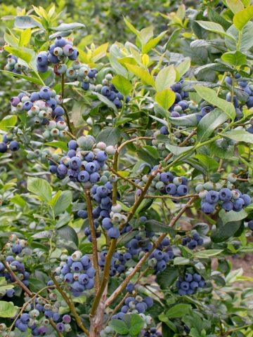 how to fertilize blueberries