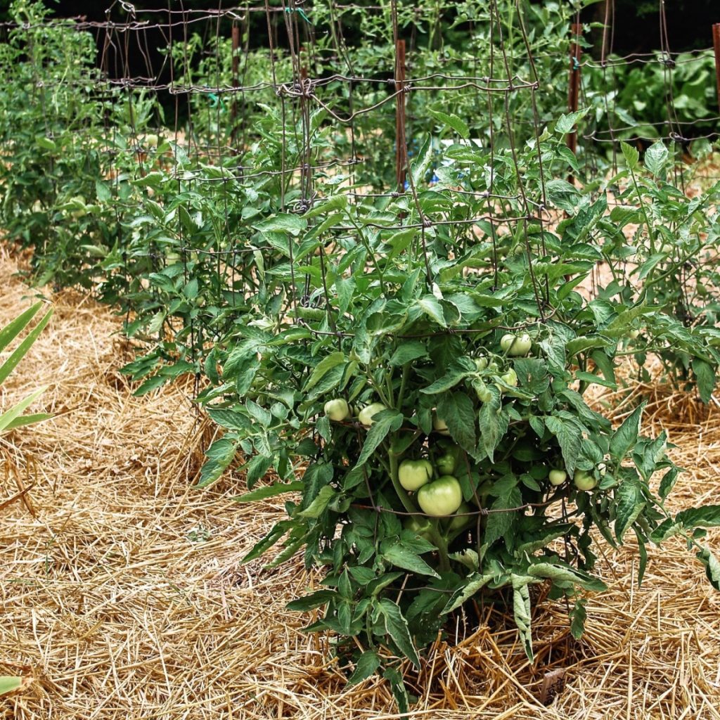 tomato plants mulched with straw
