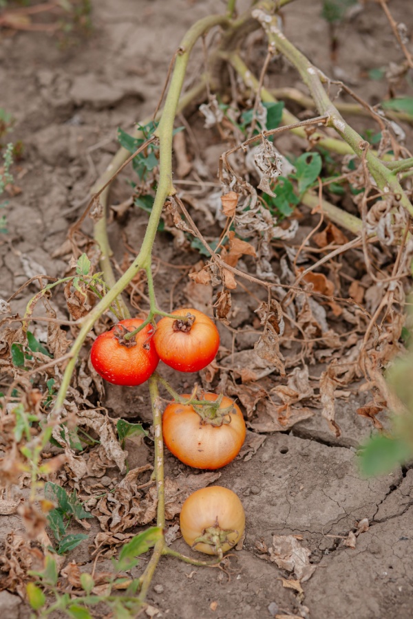 Dead tomato plants