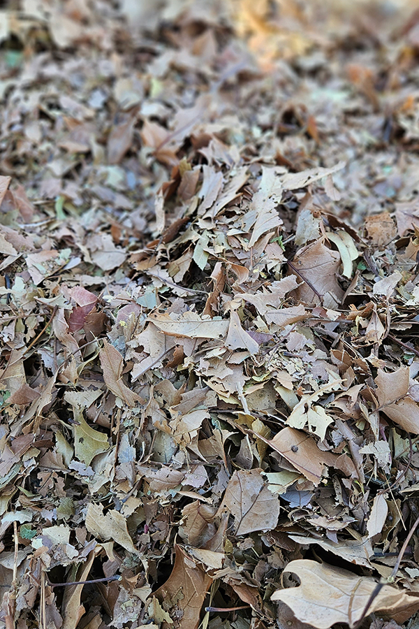 Shredded leaves for mulch