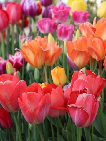 A field of colorful tulips blooming