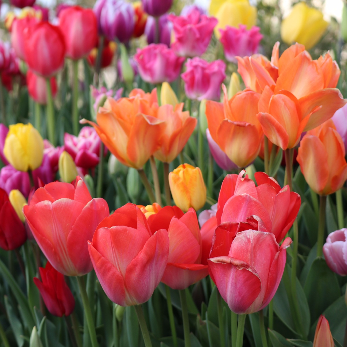 What To Do With Tulips After They Bloom - And When To Cut Back!