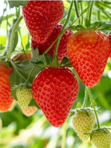 grow big strawberries