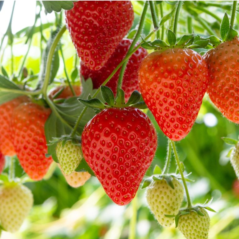 grow big strawberries