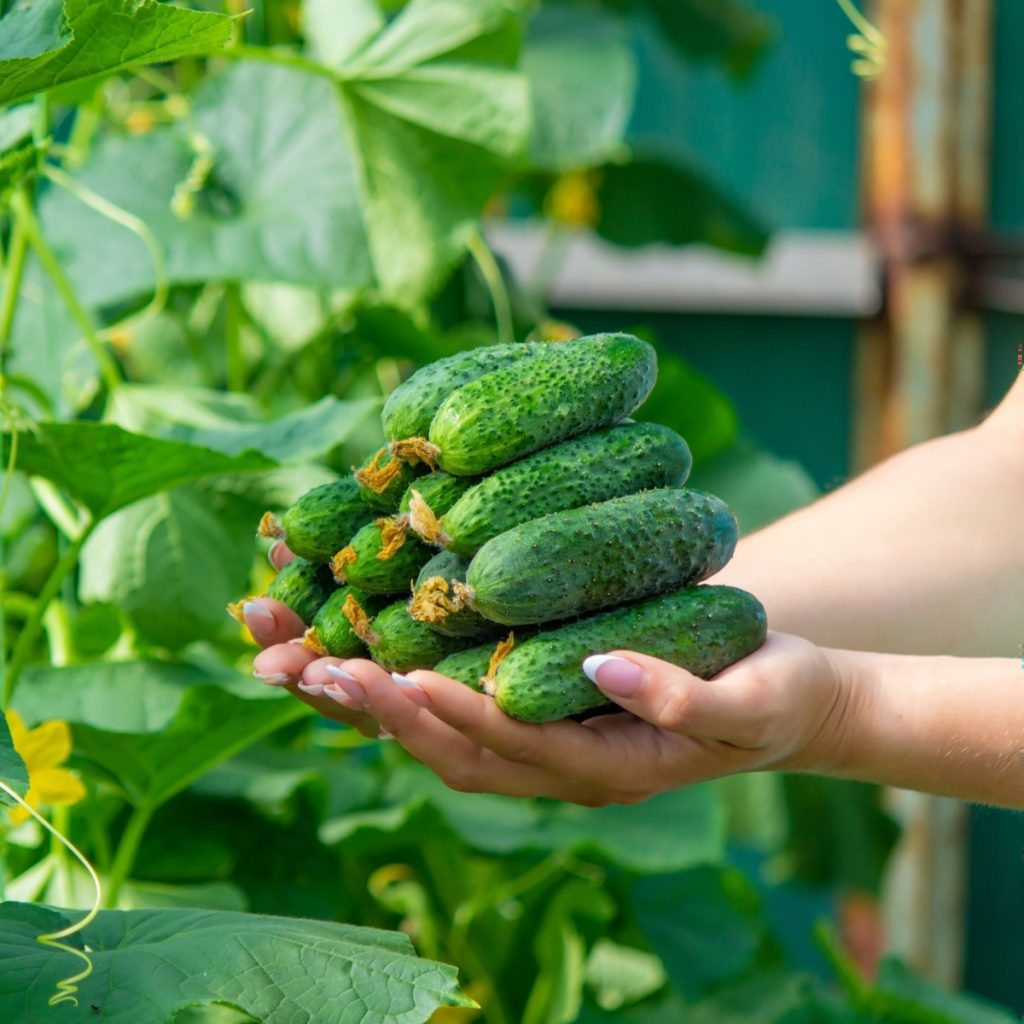 fertilize cucumbers for big harvest