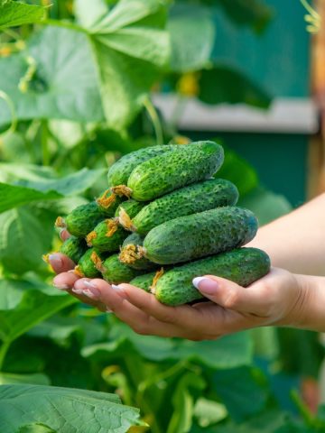 fertilize cucumbers for big harvest