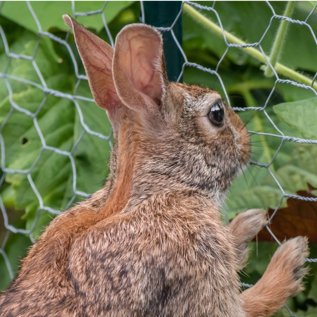 keep rabbits out of flowerbeds and garden