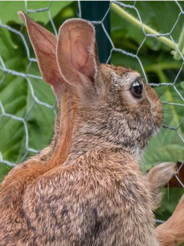 keep rabbits out of flowerbeds and garden