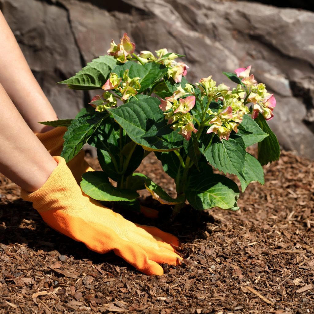 how to stop weeds in flowerbeds