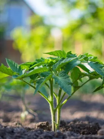 what to plant with tomatoes