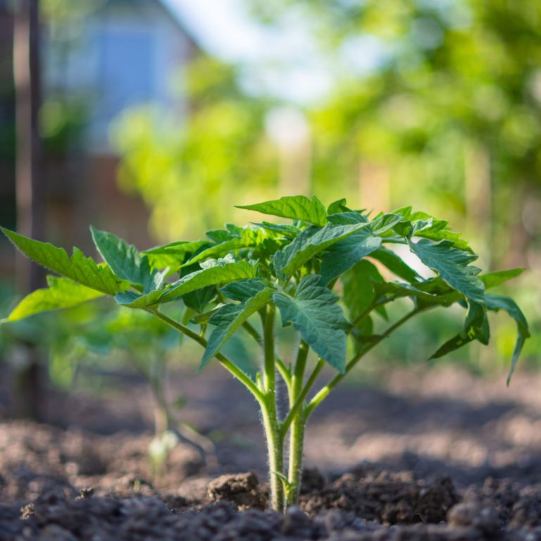 3-must-add-ingredients-to-use-when-planting-tomatoes