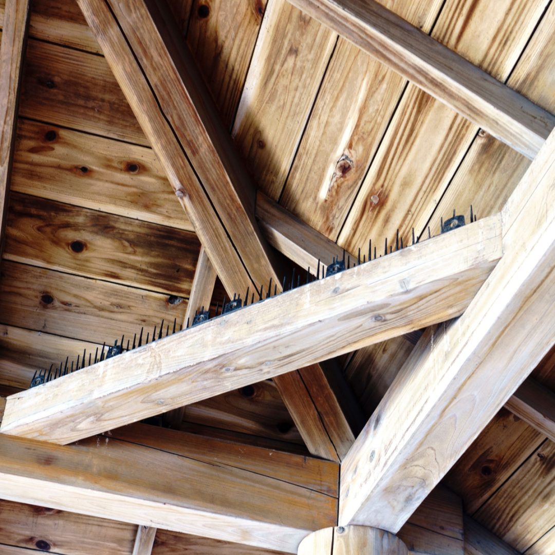 3 Simple Ways To Stop Birds From Building Nests - For Good!