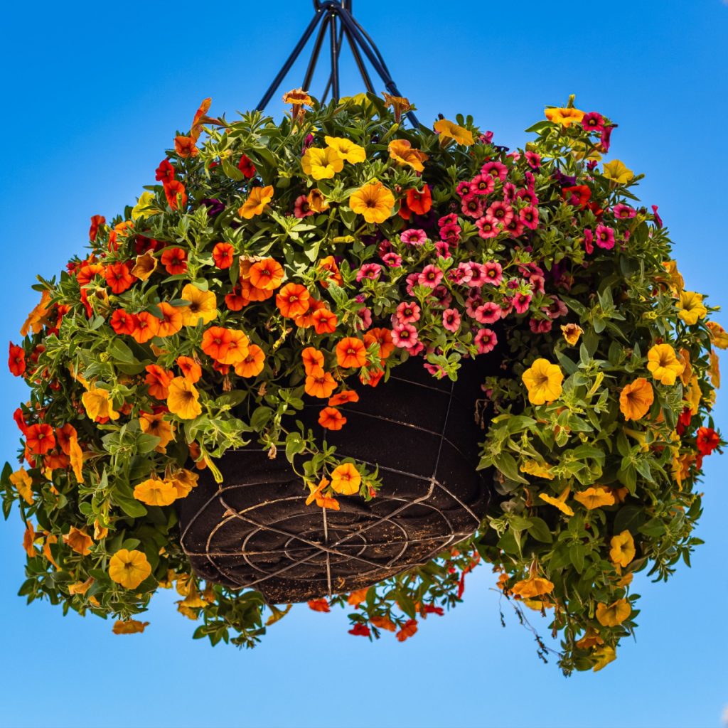 how to keep hanging baskets blooming