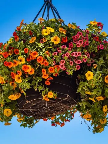 how to keep hanging baskets blooming