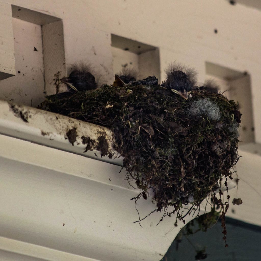 how to stop birds from building nests