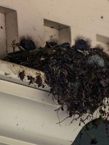 how to stop birds from building nests