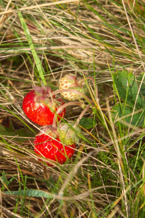 strawberry plant in weeds