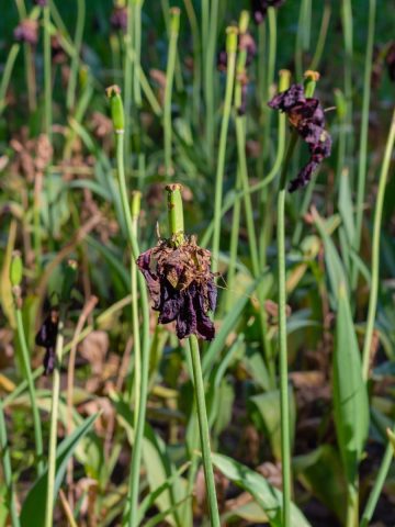 tulips after they bloom