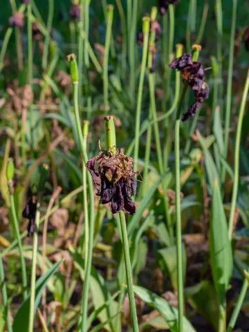 tulips after they bloom