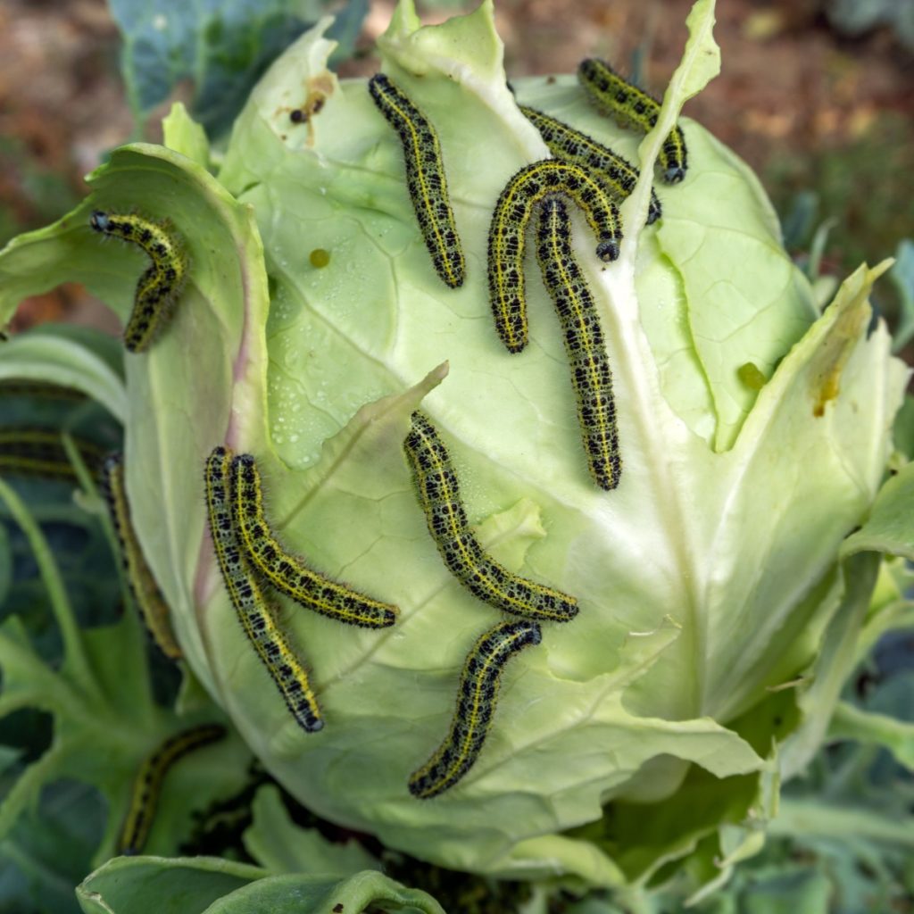 Cabbage worms consuming plants