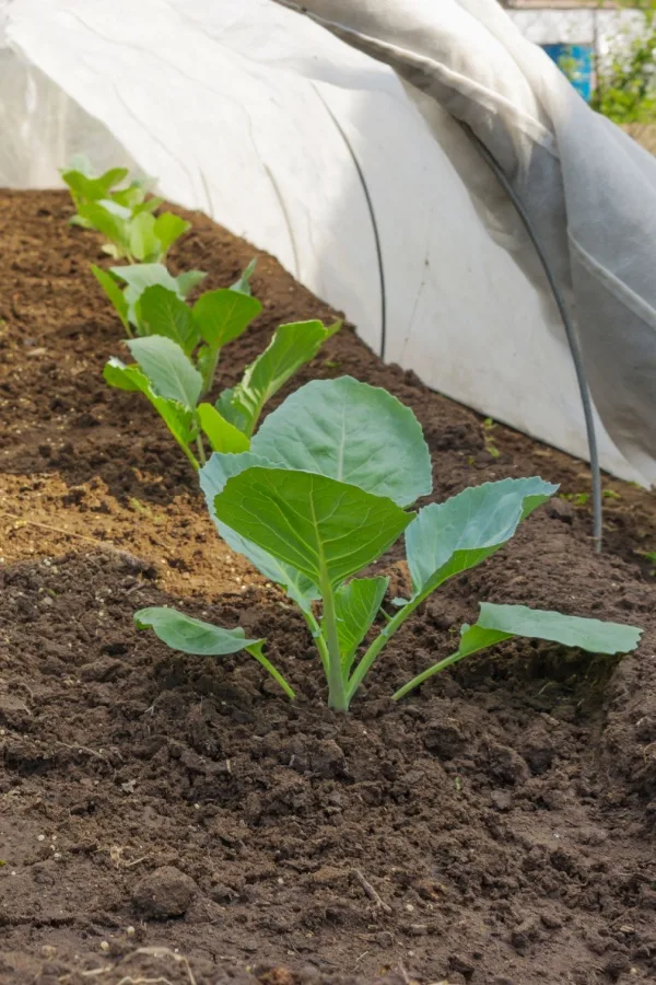 Row covers over cabbage seedlings  - stop cabbage worms
