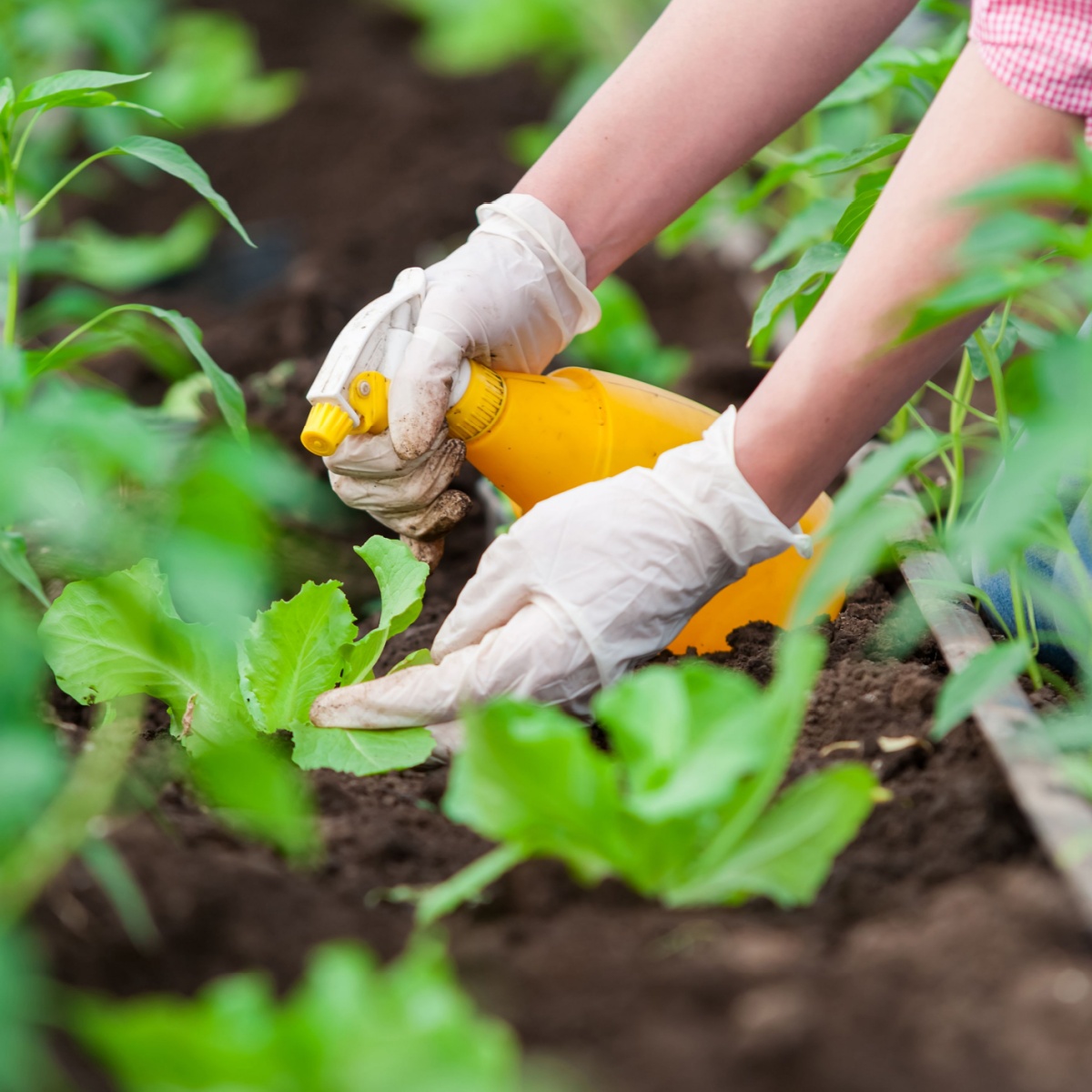 Simple Garden Life - Keeping Gardening Fun By Keeping It Simple!